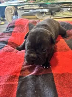 Elmer Fudd, a male French Bulldog for sale in Hardy, AR – Photo 1 of 4