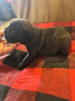 Elmer Fudd, a male French Bulldog for sale in Hardy, AR – Photo 3 of 4