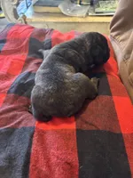 Elmer Fudd, a male French Bulldog for sale in Hardy, AR – Photo 4 of 4