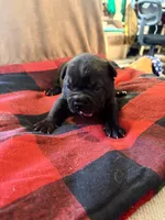 Elmer Fudd, a male French Bulldog for sale in Hardy, AR – Photo 2 of 4