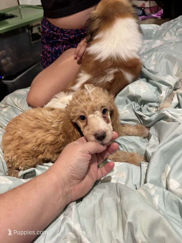 Honey – Poodle - Miniature  puppy for sale in Hardy, AR