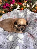 Cashew, a male Pekingese for sale in Hardy, AR – 4 of 4