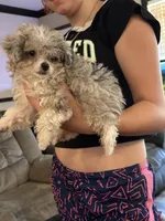 Rat , a male Poodle - Toy  and Toy Australian Shepherd for sale in Hardy, AR – 2 of 5