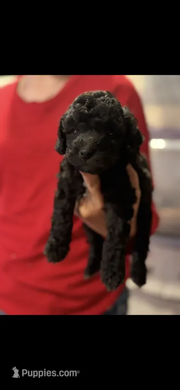 Tango  – Poodle - Miniature  puppy for sale in Hardy, AR