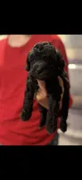 Tango , a male Poodle - Miniature  for sale in Hardy, AR – 1 of 2