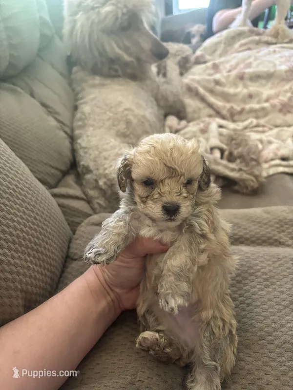 Oliver – Poodle - Toy  puppy for sale in Hardy, AR