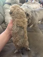 Oliver, a male Poodle - Toy  for sale in Hardy, AR – 7 of 8