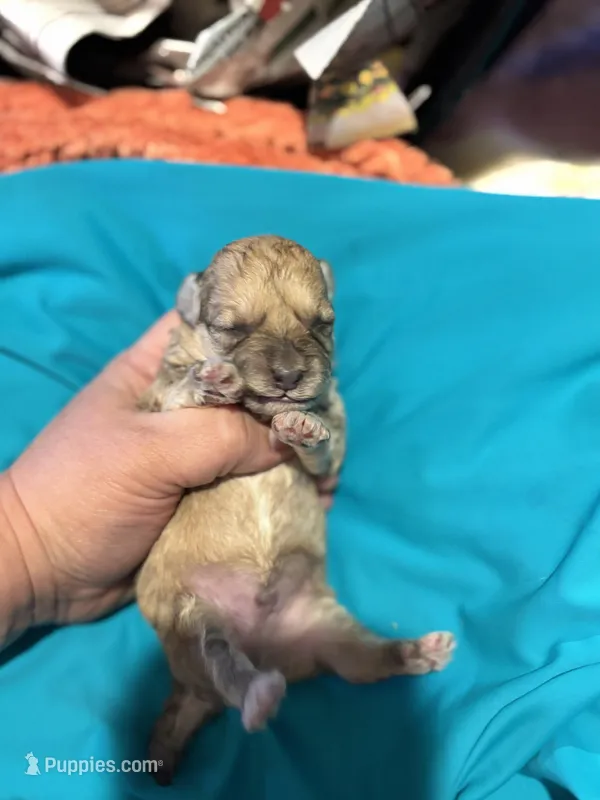 Oliver – Poodle - Toy  puppy for sale in Hardy, AR