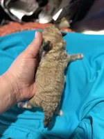 Oliver, a male Poodle - Toy  for sale in Hardy, AR – Photo 2 of 2