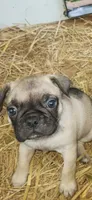 Tod , a male Frenchton for sale in Hardy, AR – 1 of 1