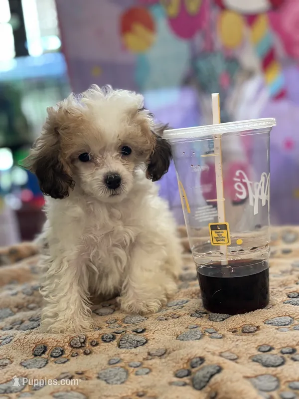 Mouse  – Poodle - Toy  puppy for sale in Hardy, AR