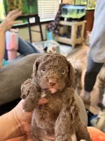 Minnie mouse, a female Poodle - Toy  for sale in Hardy, AR – Photo 4 of 5