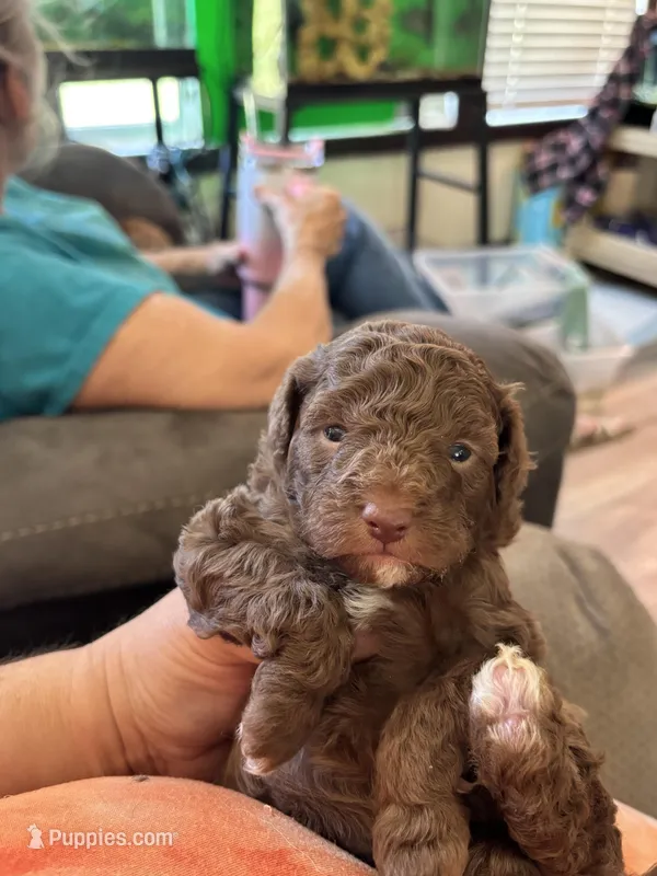 Minnie mouse – Poodle - Toy  puppy for sale in Hardy, AR
