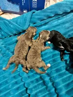 Minnie mouse, a female Poodle - Toy  for sale in Hardy, AR – Photo 5 of 5