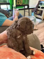 Minnie mouse, a female Poodle - Toy  for sale in Hardy, AR – Photo 3 of 5