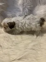 Mouse , a female Poodle - Toy  for sale in Hardy, AR – 4 of 8