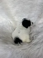 Charlotte, a female Cockapoo for sale in Hardy, AR – 4 of 8