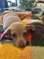 Rose, a female Miniature Dachshund and Chiweenie for sale in Hardy, AR – Photo 2 of 3