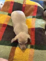 Rose, a female Miniature Dachshund and Chiweenie for sale in Hardy, AR – Photo 3 of 3