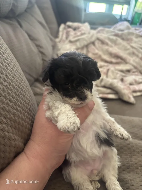 Regina – Poodle - Toy  puppy for sale in Hardy, AR