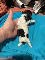 Regina, a female Poodle - Toy  for sale in Hardy, AR – Photo 2 of 2