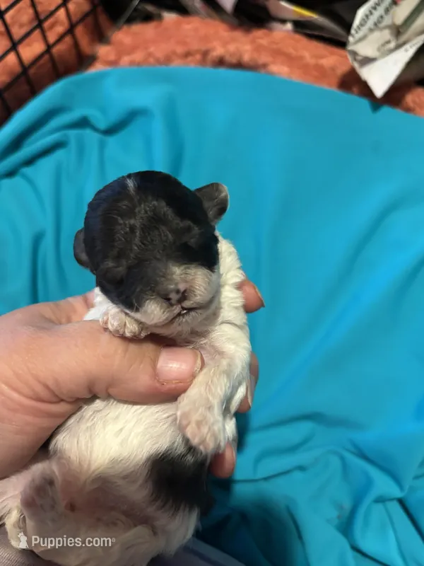 Regina – Poodle - Toy  puppy for sale in Hardy, AR