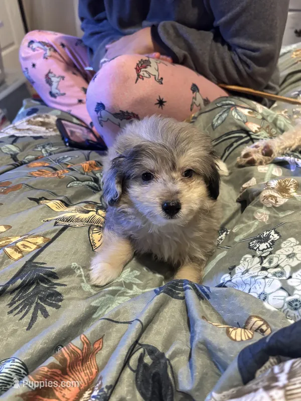 Jacob – Poodle - Toy , Miniature Aussiedoodle puppy on hold in Hardy, AR