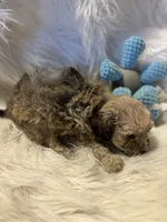 Frank, a male Poodle - Toy  for sale in Hardy, AR – 2 of 10