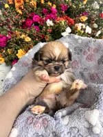 Cashew, a male Pekingese for sale in Hardy, AR – 2 of 4