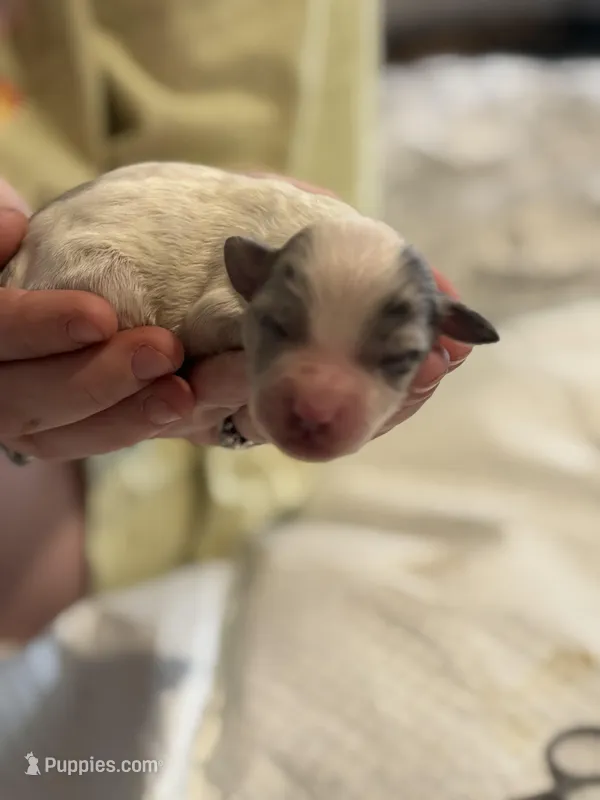 Paco – Cockapoo puppy for sale in Hardy, AR