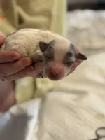 Paco, a male Cockapoo for sale in Hardy, AR – Photo 1 of 3