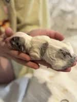 Paco, a male Cockapoo for sale in Hardy, AR – Photo 2 of 3