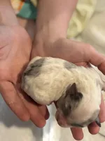 Paco, a male Cockapoo for sale in Hardy, AR – Photo 3 of 3