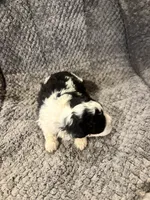 Tod, a male Shihpoo for sale in Hardy, AR – 3 of 3