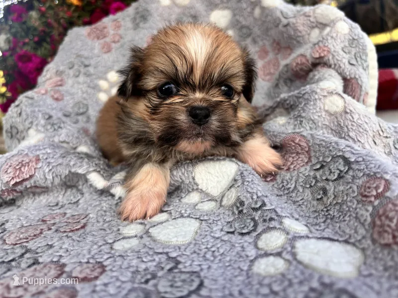 Cashew – Pekingese puppy for sale in Hardy, AR
