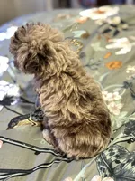 Ruby, a female Miniature Aussiedoodle for sale in Hardy, AR – 8 of 10