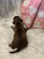 Princess peach, a female Doxiepoo for sale in Hardy, AR – 4 of 4