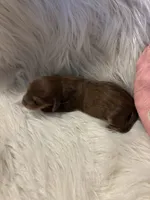 Princess peach, a female Doxiepoo for sale in Hardy, AR – 2 of 4