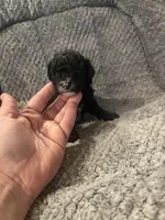Magic, a female Poodle - Toy  for sale in Hardy, AR – 1 of 3