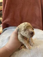 Littlr, Dan, a male Poodle - Miniature  for sale in Hardy, AR – 6 of 6