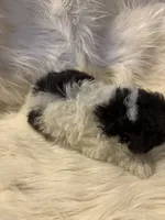 Regina, a female Poodle - Toy  for sale in Hardy, AR – 2 of 6