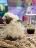 Mouse , a female Poodle - Toy  for sale in Hardy, AR – 4 of 8