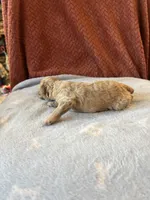 Littlr, Dan, a male Poodle - Miniature  for sale in Hardy, AR – 3 of 6