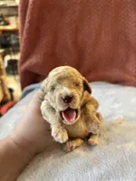 Littlr, Dan, a male Poodle - Miniature  for sale in Hardy, AR – 2 of 6