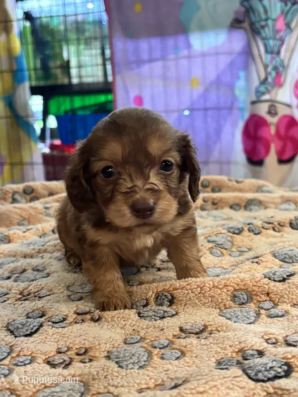 Princess peach – Doxiepoo puppy for sale in Hardy, AR
