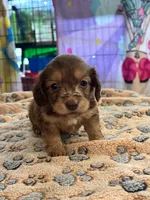 Princess peach, a female Doxiepoo for sale in Hardy, AR – 1 of 9