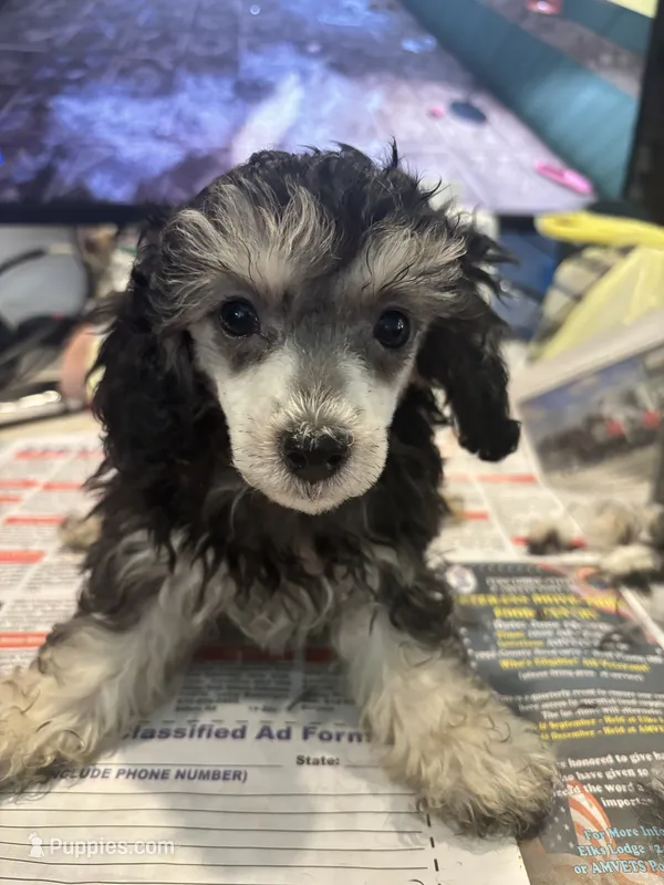 Rocco – Poodle - Toy  puppy for sale in Hardy, AR