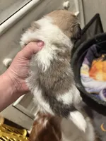 Pebbles, a female Peekapoo for sale in Hardy, AR – Photo 6 of 6