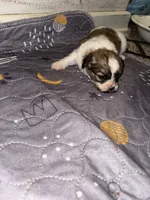 Pebbles, a female Peekapoo for sale in Hardy, AR – Photo 5 of 6