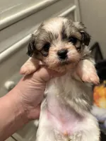 Pebbles, a female Peekapoo for sale in Hardy, AR – Photo 1 of 6
